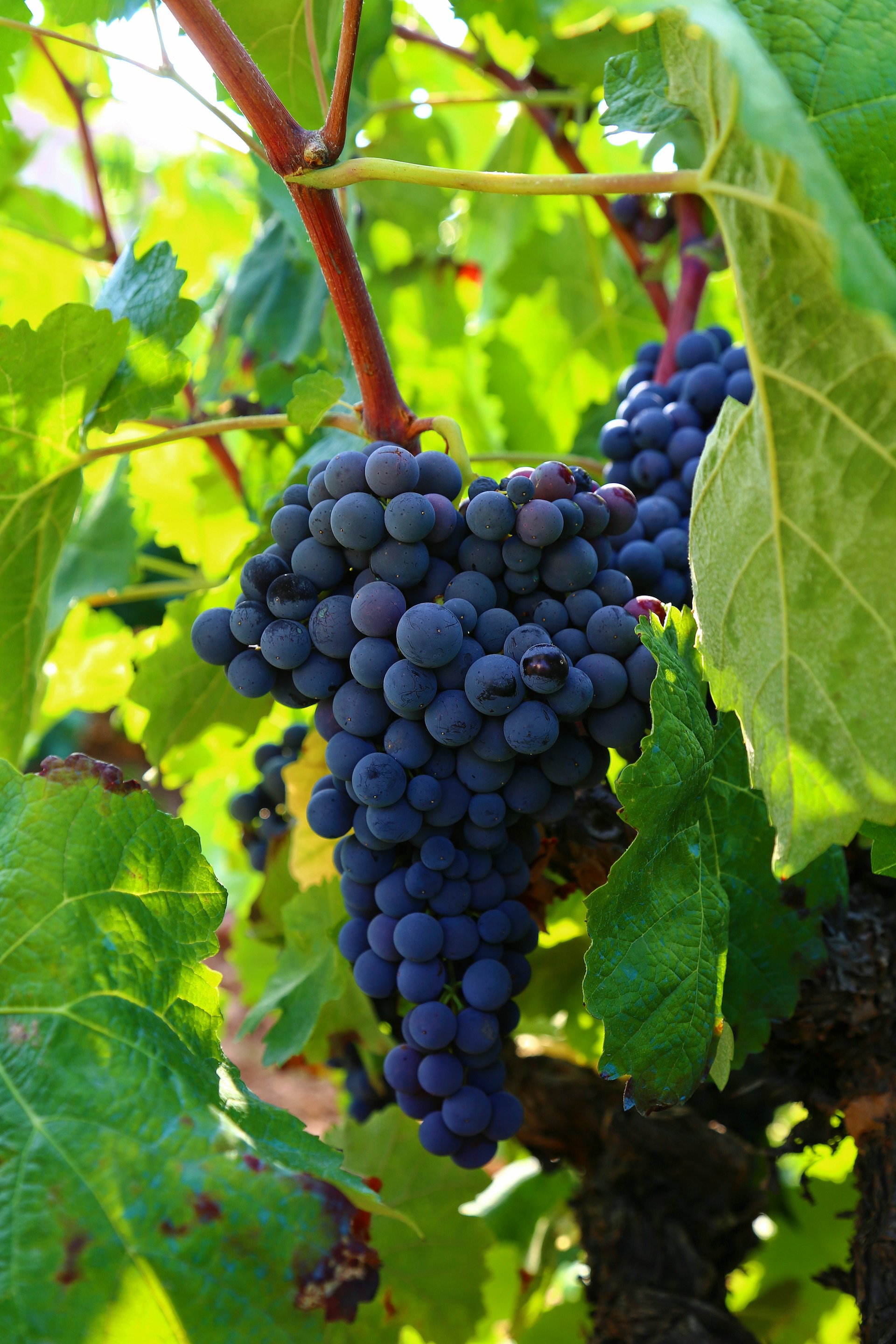 Grape Quest