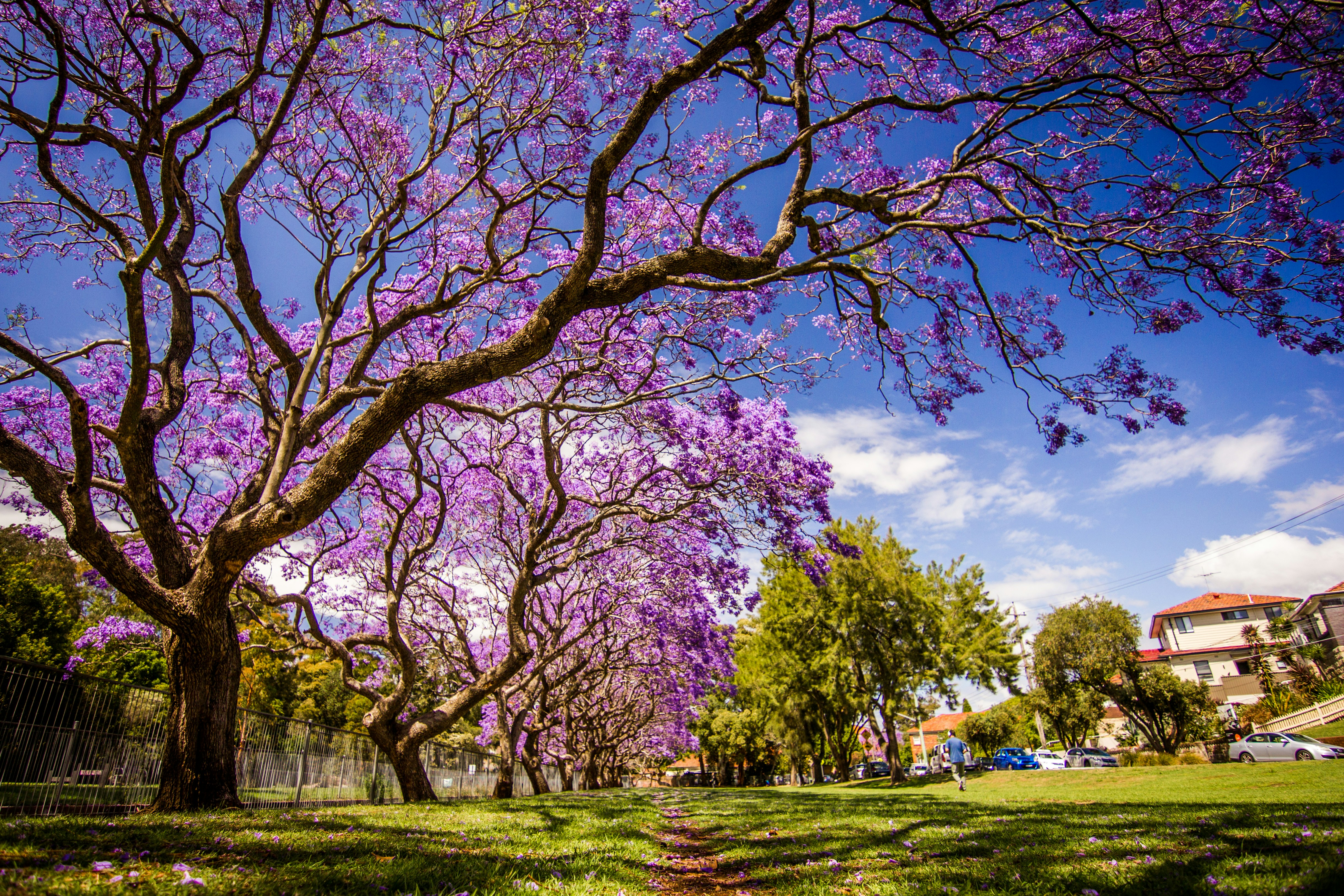 Jacaranda trees in Pretoria